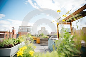 rooftop garden on an urban apartment building