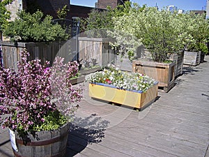 Rooftop gardens - Downtown urban growers use containers to grow plants photo