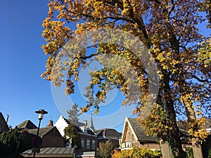 Rooftops and an autumn tree