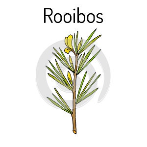 Rooibos Aspalathus linearis , or bush tea plant photo