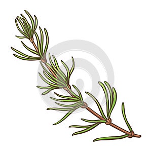 Rooibos Branch Colored Detailed Illustration