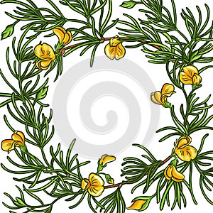 Rooibos branch vector frame