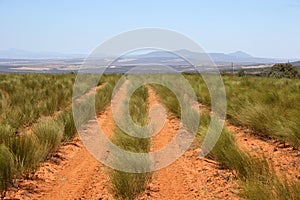 Rooibos Tea Farm Citrusdal