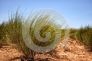 Rooibos Tea Farm Citrusdal