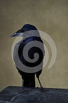 Rook bird with glossy black plumage. Corvus frugilegus