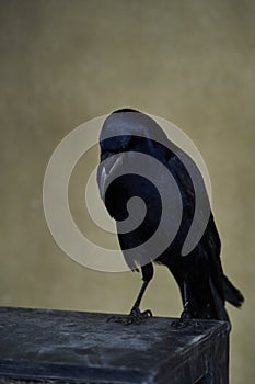 Rook bird with glossy black plumage. Corvus frugilegus