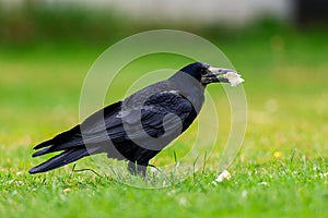 A Rook bird is a large gregarious black-feathered bird, commonly mistaken for a crow