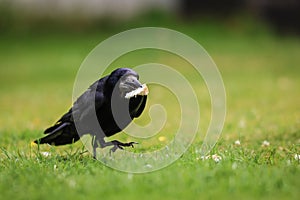 A Rook bird is a large gregarious black-feathered bird, commonly mistaken for a crow