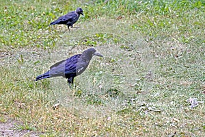Rook, a bird with the Latin name Corvus frugilegus