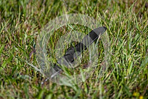 Rook black bird feather alone in summer flower color meadow