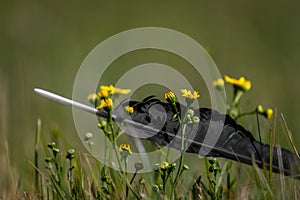 Rook black bird feather alone in summer flower color meadow