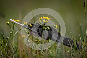 Rook black bird feather alone in summer flower color meadow