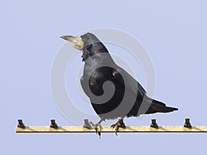 Rook Corvus Corvidae on a TV Aerial