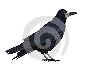 Rook (Corvus frugilegus)