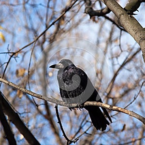 Rook (Corvus frugilegus) photo