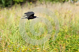 Rook, Corvus frugilegus