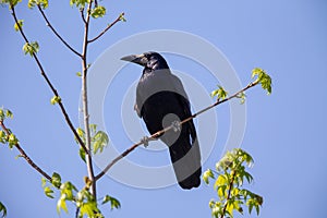 Rook Corvus frugilegus