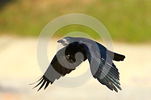 Rook ( Corvus frugilegus)