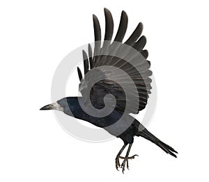 Rook, Corvus frugilegus, 3 years old, flying photo