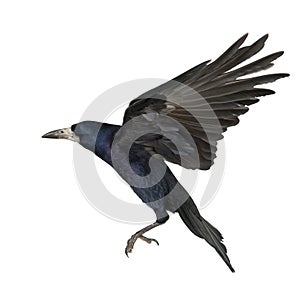 Rook, Corvus frugilegus, 3 years old, flying photo