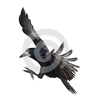 Rook, Corvus frugilegus, 3 years old, flying