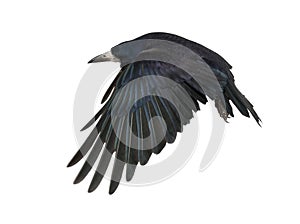 Rook, Corvus frugilegus, 3 years old, flying