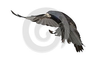 Rook, Corvus frugilegus, 3 years old, flying