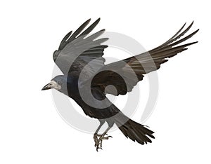 Rook, Corvus frugilegus, 3 years old, flying