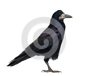 Rook, Corvus frugilegus, 3 years old, standing photo