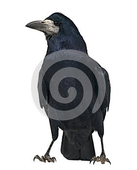 Rook, Corvus frugilegus, 3 years old, standing photo