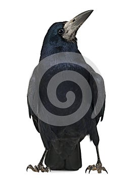 Rook, Corvus frugilegus, 3 years old, standing