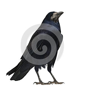 Rook, Corvus frugilegus, 3 years old, standing