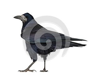 Rook, Corvus frugilegus, 3 years old, standing