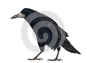 Rook, Corvus frugilegus, 3 years old, standing photo