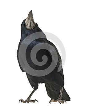 Rook, Corvus frugilegus, 3 years old, standing