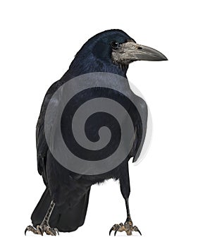 Rook, Corvus frugilegus, 3 years old, standing