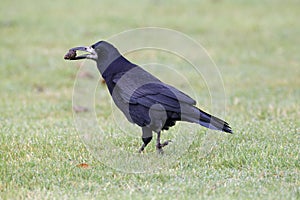 Rook, Corvus frugilegus