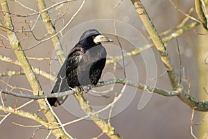 Rook, Corvus frugilegus