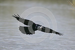 Rook, Corvus frugilegus,