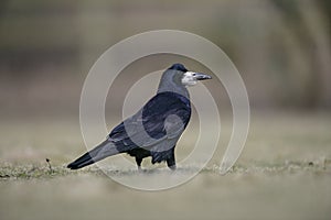 Rook, Corvus frugilegus,