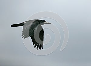 Rook, Corvus frugilegus,