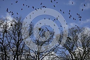 Rook, Corvus frugilegus,