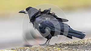 Rook corvus frugilegus in Howth harbor