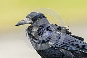 Rook corvus frugilegus in Howth harbor