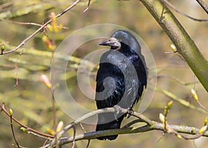 Rook - Corvus frugilegus with iridescent plumage perched in a tree. photo