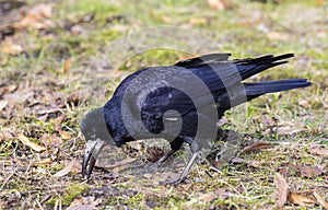 Rook, Corvus frugilegus L