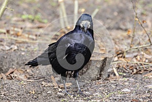 Rook, Corvus frugilegus L