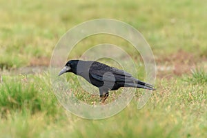 Rook (Corvus frugilegus) a large black bird with a massive beak sits on the grass