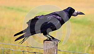 Rook (Corvus frugilegus) is a member of the family Corvidae