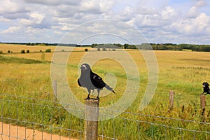 Rook (Corvus frugilegus) is a member of the family Corvidae